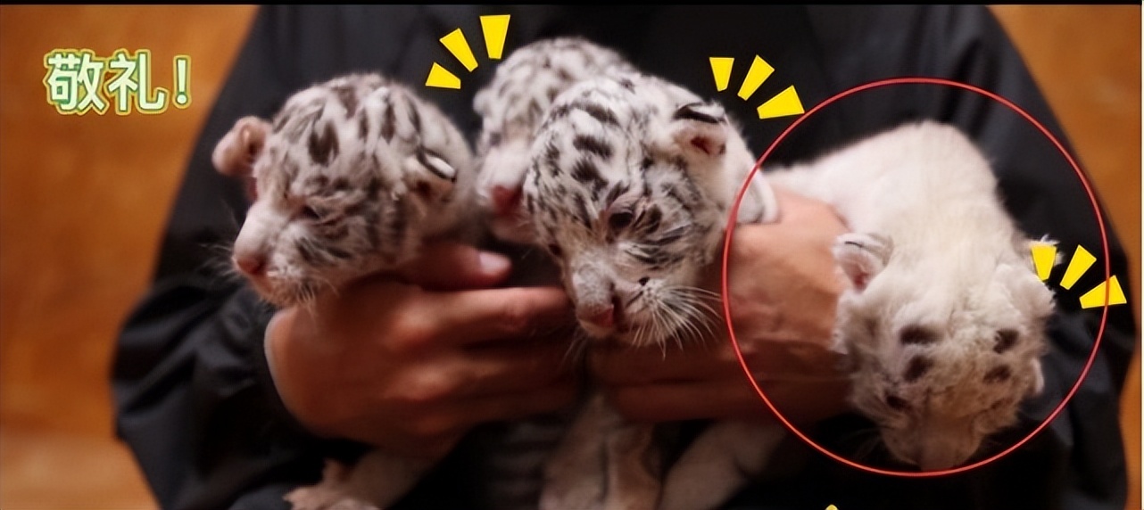 神话是真的！山东诞生珍稀“雪虎”，全身纯白，概率十万分之一