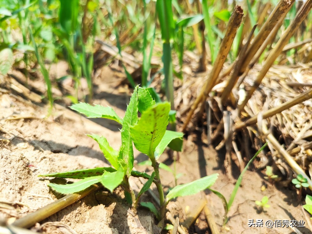 大豆香附子专用除草剂,黄豆田里的香附子专用除草剂