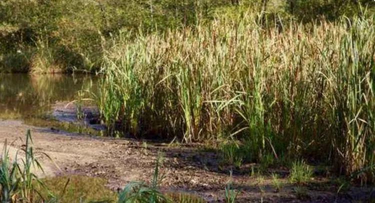 儿子就医途中死亡父亲弃尸被公诉,小孩有病死亡被抛尸家长犯什么罪