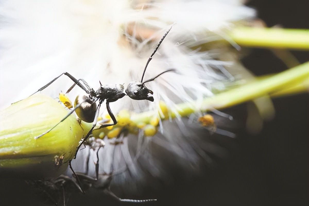 把鸟窝挂在树上,多刺蚁蚁巢