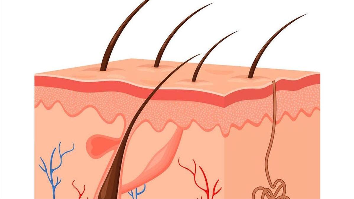 女性屁股中间为啥也会长毛？能不能直接剃掉？医生劝你手下留情