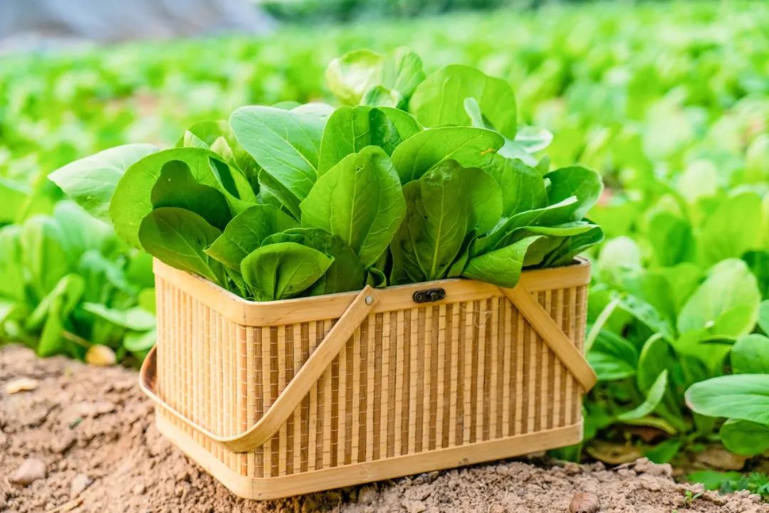 有颜值有内涵人居环境,有颜有格调有料有品质