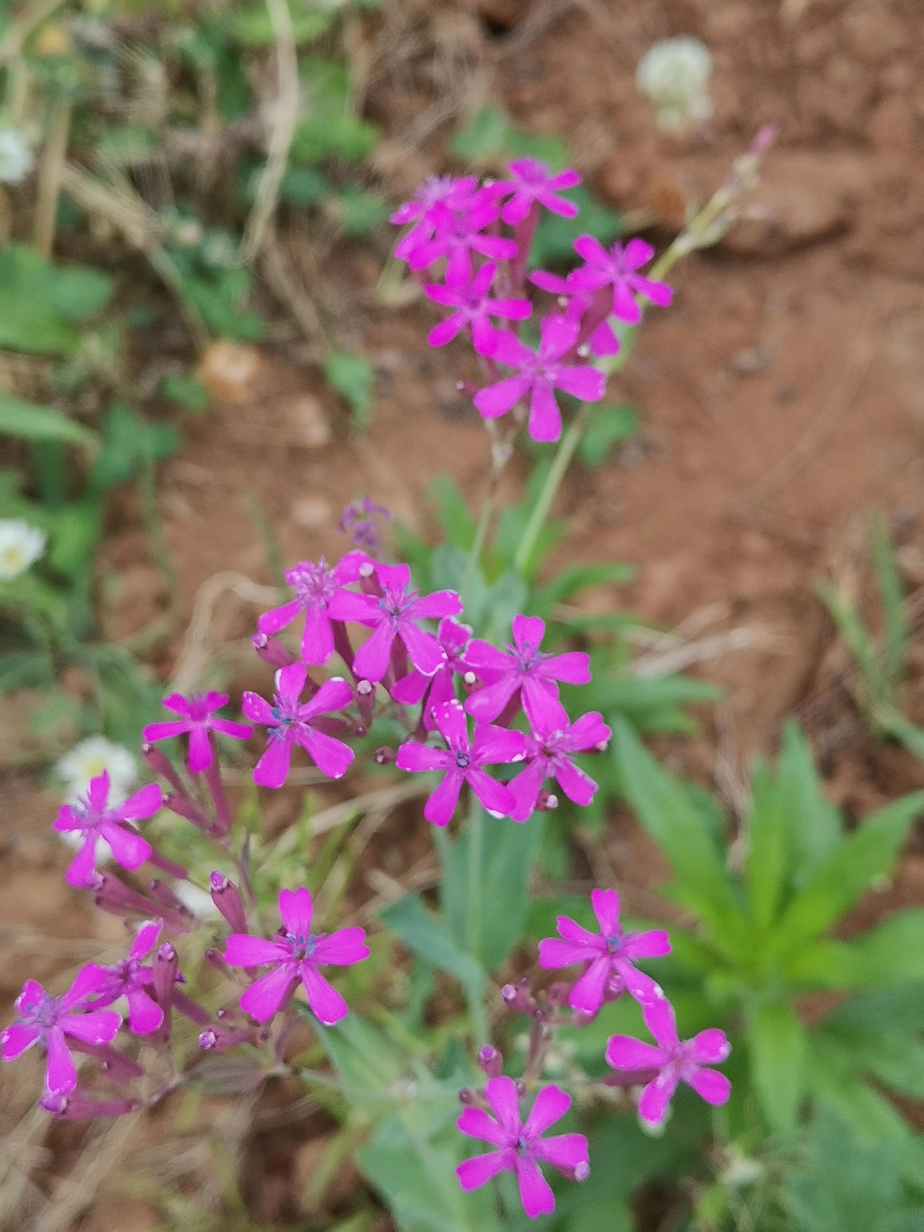 商洛好玩的免费景点,商洛不需要门票的景区