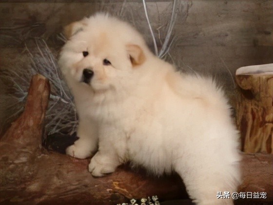 松狮边牧的优点和缺点,松狮的优点和缺点