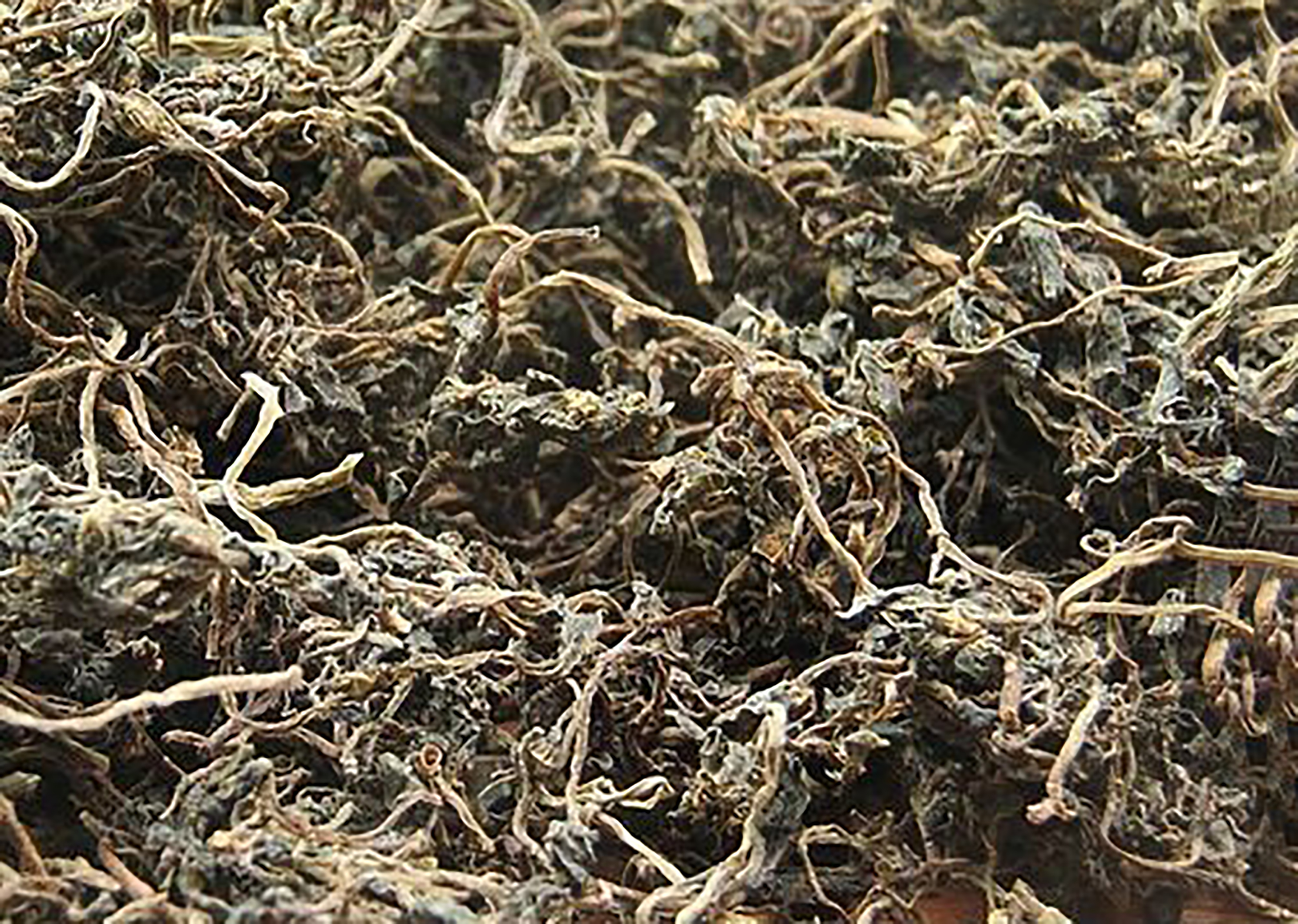 纯天然绿色食品马齿苋野菜美食,马齿苋是天然绿色食品