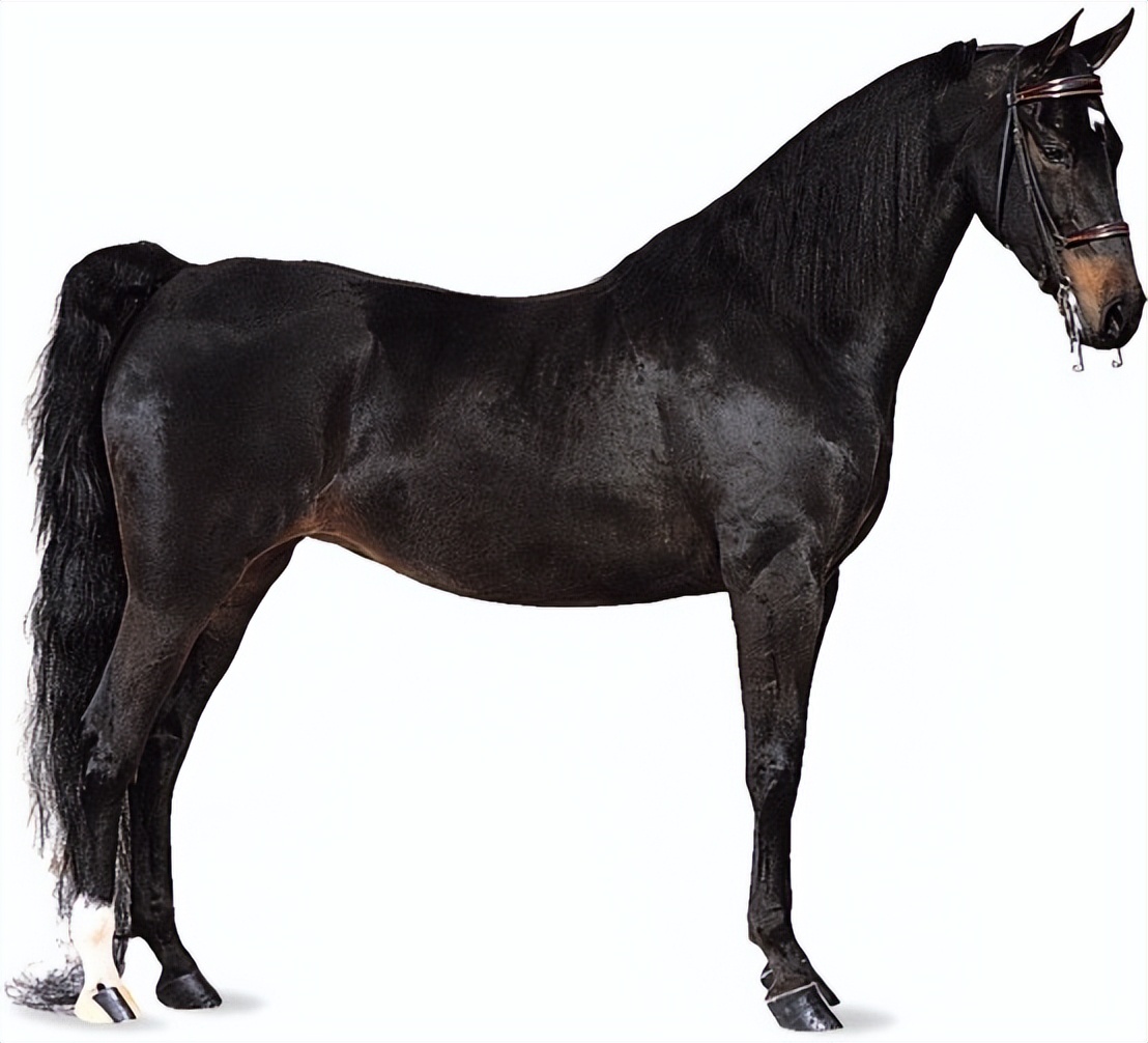 美国骑乘种马AmericanSaddlebred
