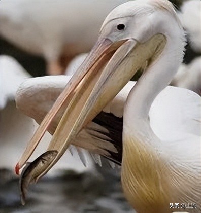 男孩景区遭鹈鹕灌顶,男孩被醍醐灌顶在什么景区