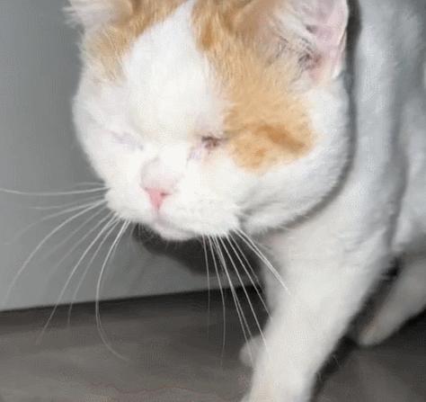 双眼失明的小猫,双目失明小猫