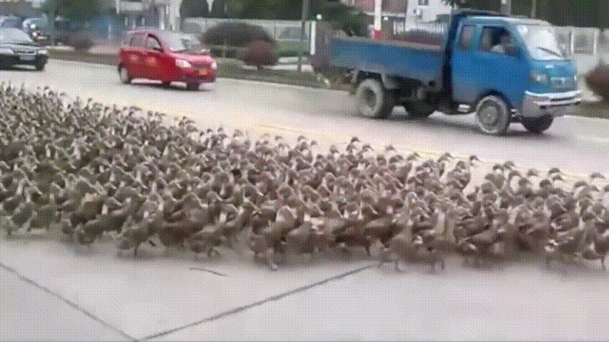 鸭：一鸭战四虎？弹射胜航母？鸭子的真相，也许超乎你的想象