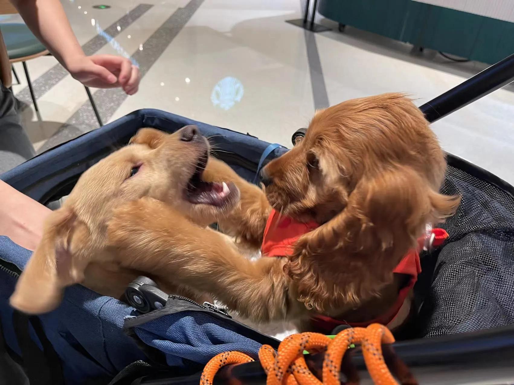 我不是金毛，是英国可卡犬—水煎包的自我介绍,包子麻麻的讲述