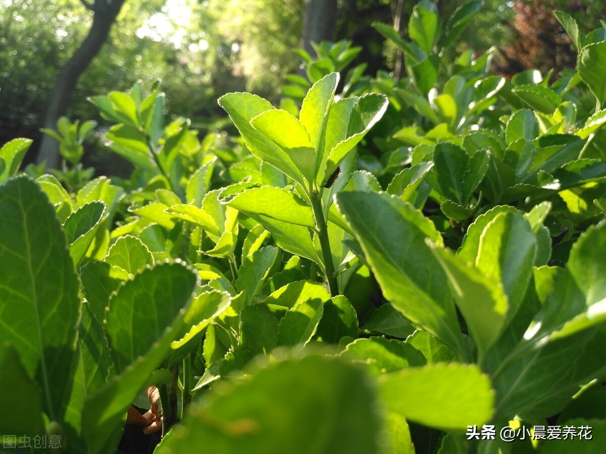 冬青树开花香吗,冬青开花后如何养护好结果