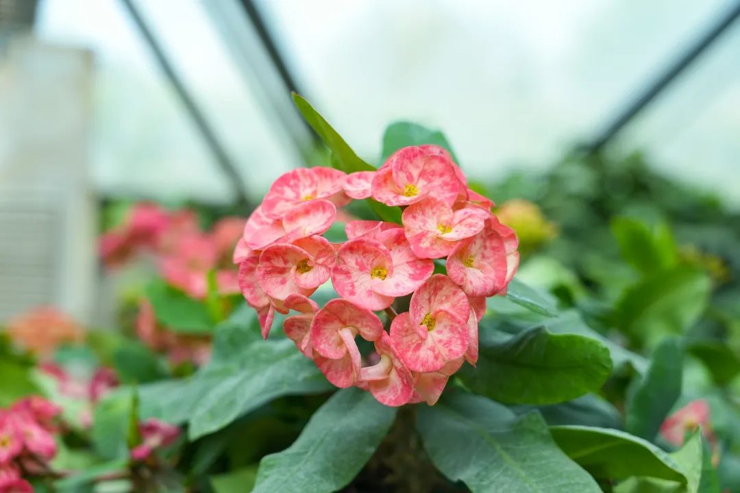 泰达热带植物园4月29日开园，文化之旅，一起鉴定网络热门植物