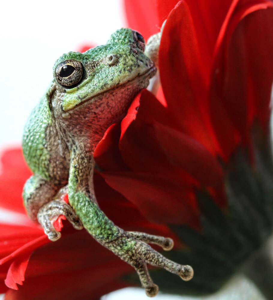 一组耐人寻味的动物图片引人深思,让人很惊艳的动物照片