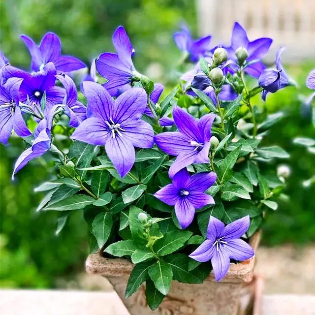 原创花卉作品·桔梗花·花中处士，不慕繁华。已然成为园林新宠。