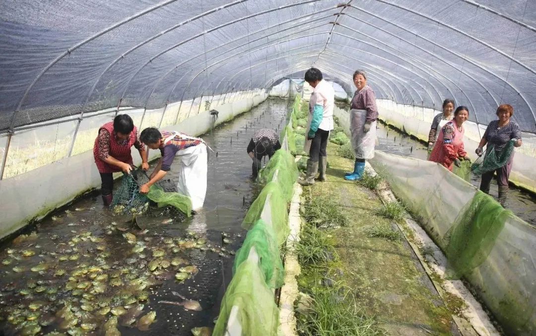 养蛙场死蛙的处理方式,石蛙常见病害的防治方法