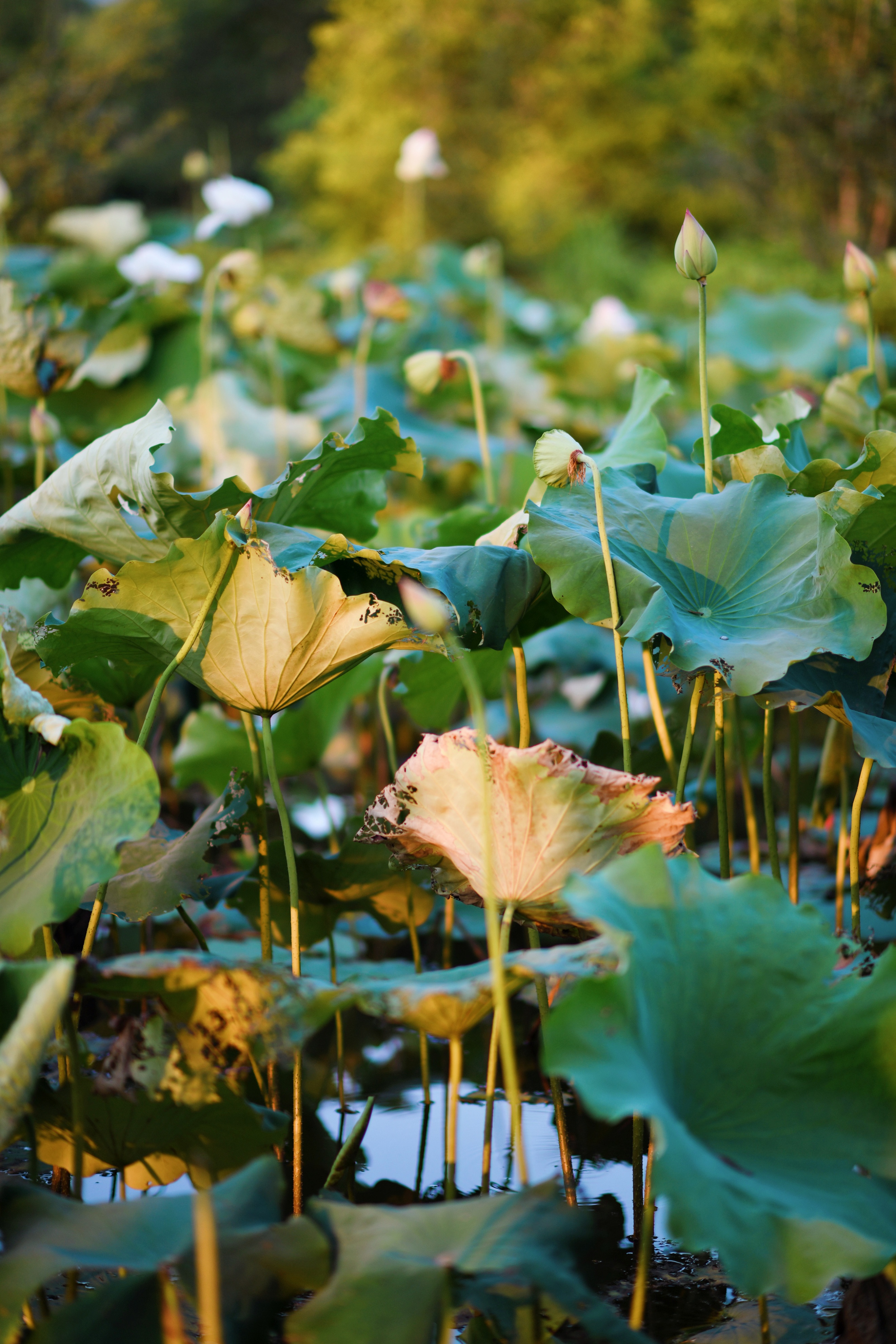 重庆市赏花胜地游玩线路,重庆渝北周边赏花地点推荐