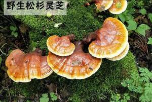 灵芝野生的好还是种植的好啊,野生灵芝品种哪些药用价值好