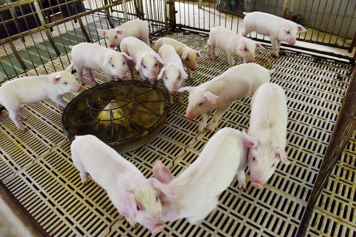 卖仔猪，出标猪，压大肥，2022年四季度哪种养猪模式更赚钱？