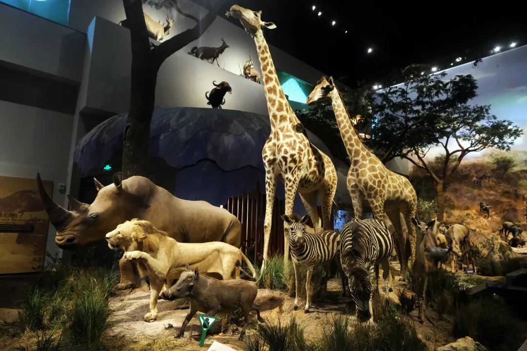 打卡山东博物馆和大明湖,山东博物馆打卡预约