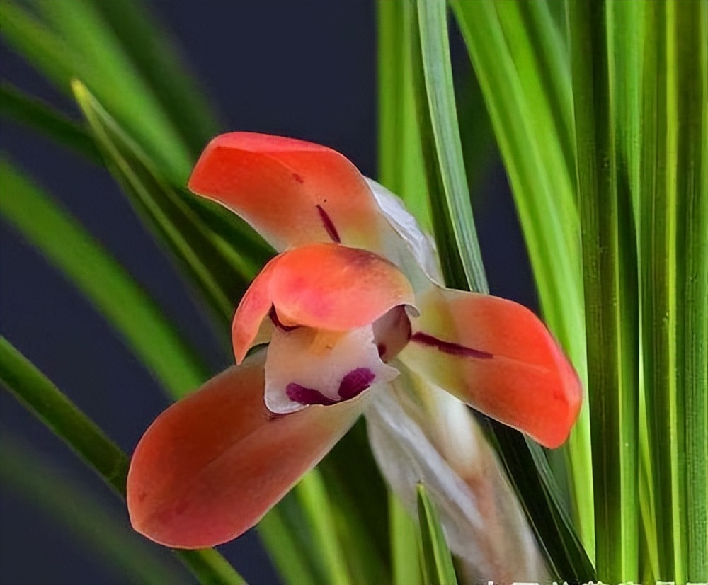 此兰花“红得发紫”，是兰花界的通用粮票，花色独特，曾屡获金奖