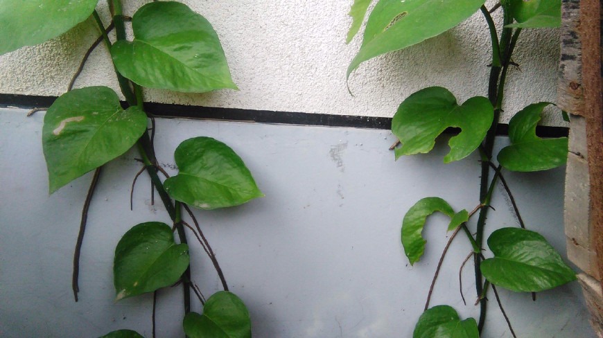 绿萝喜欢浇什么水才能长得旺,绿萝浇什么水它能长得特别旺盛