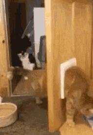 别人家的猫是液体还是固体,猫都是水做的