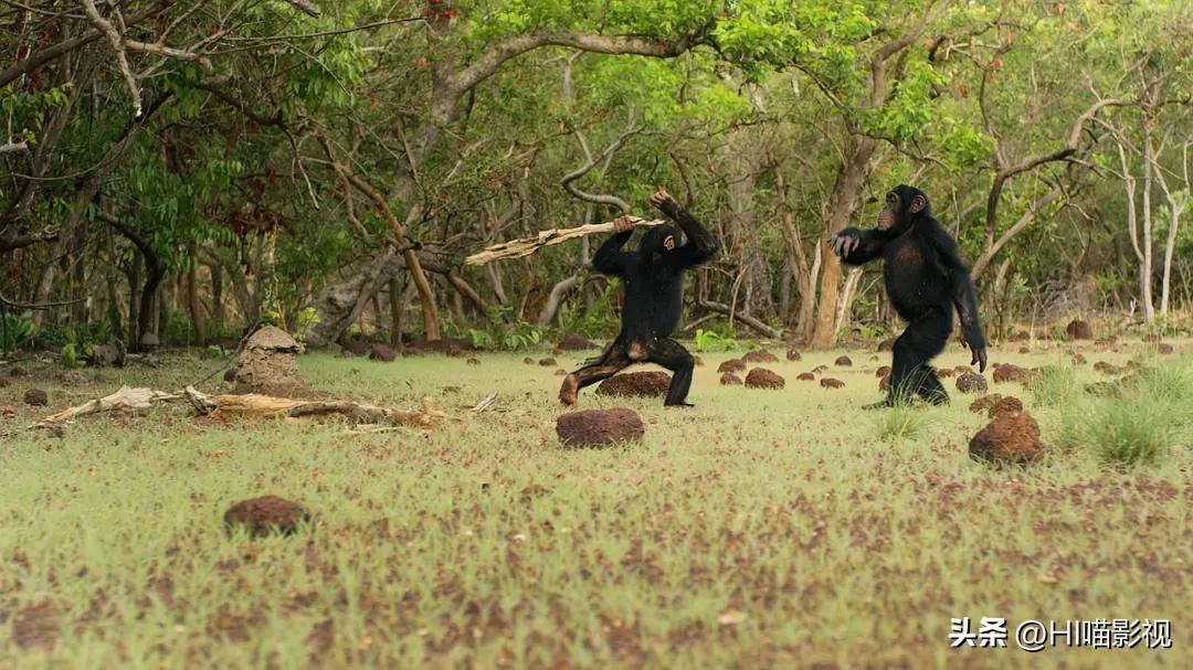 提高认知增长知识的高分纪录片,孩子必看的5部纪录片