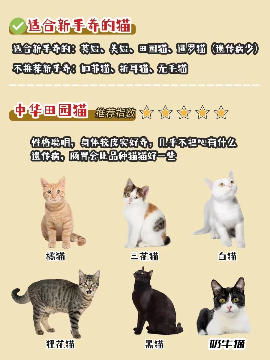 新手选猫怎么避雷,新手选猫应该选哪种猫