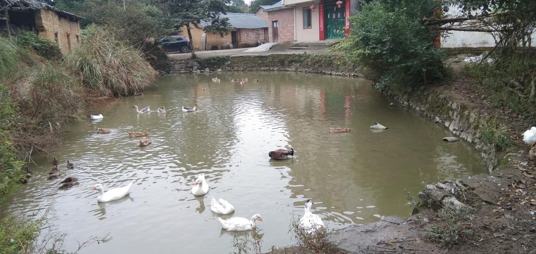 黄河故事（三）：平日安静的池塘突然变得危险重重，都是因为它