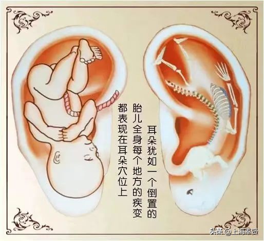 耳穴压丸疗法,耳穴压丸主治什么病