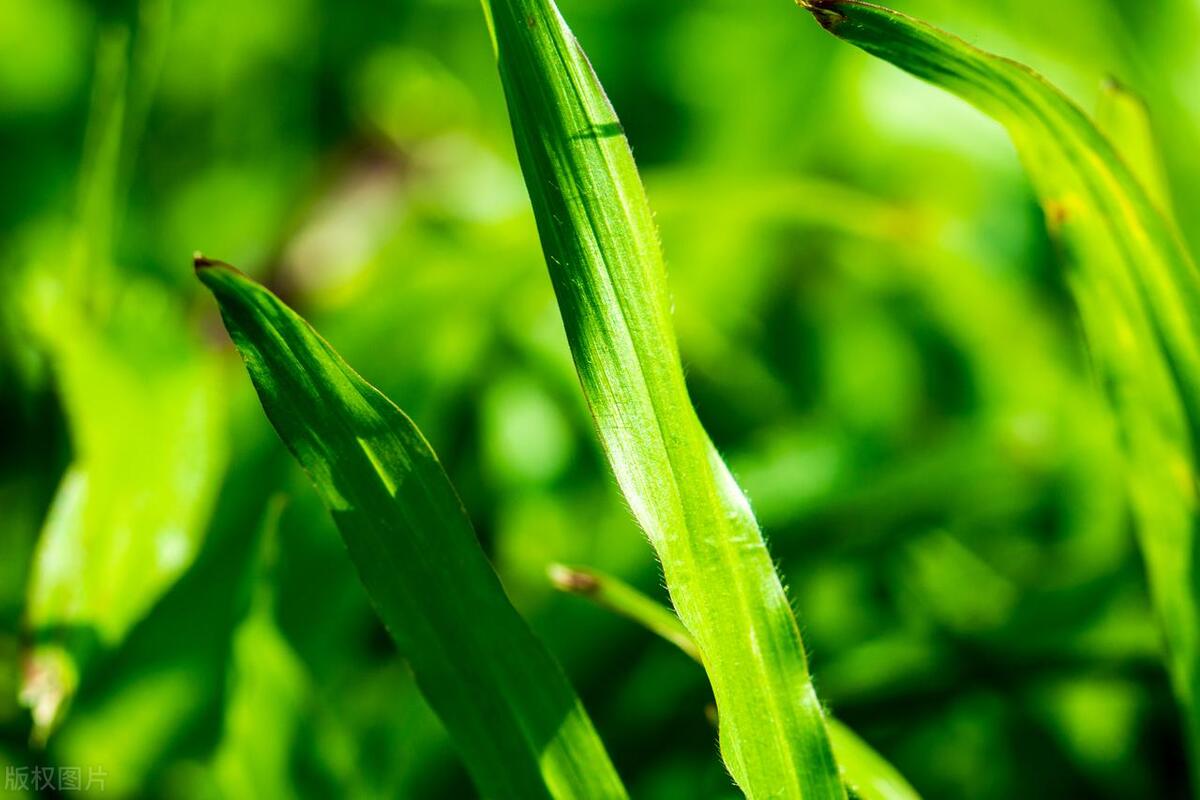 关于小草的诗句古诗名句,小草的诗词名句