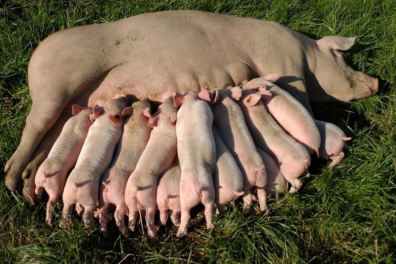 怀孕母猪热应激不吃食怎么办？母猪应激后不吃食怎么解决？