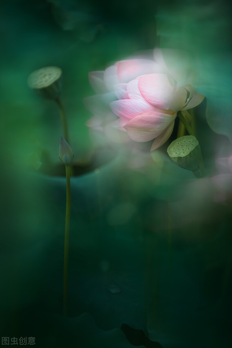 荷花图片禅意荷花,最美意境荷花图片大全