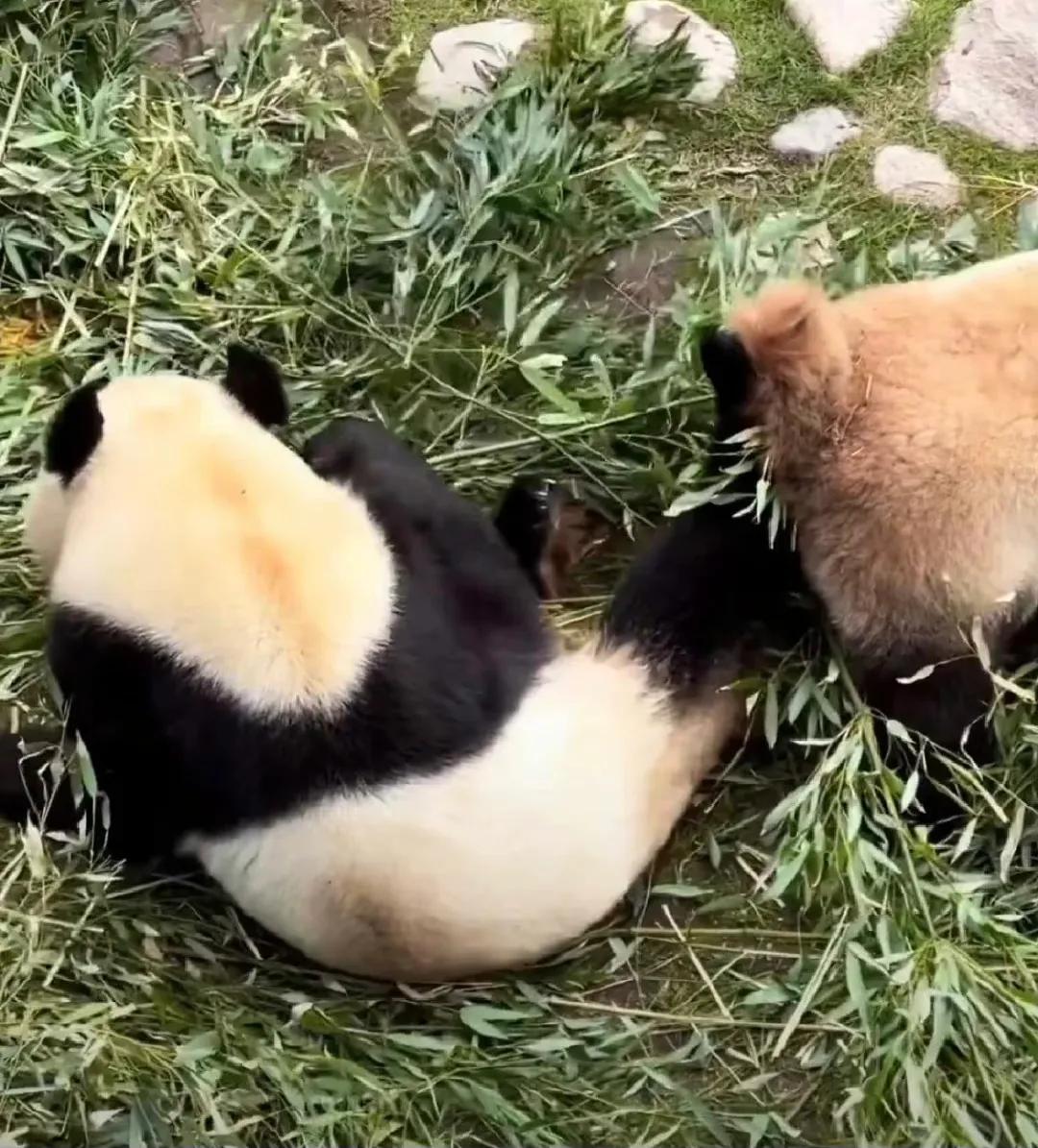 熊猫学习带崽,熊猫能一级带崽么