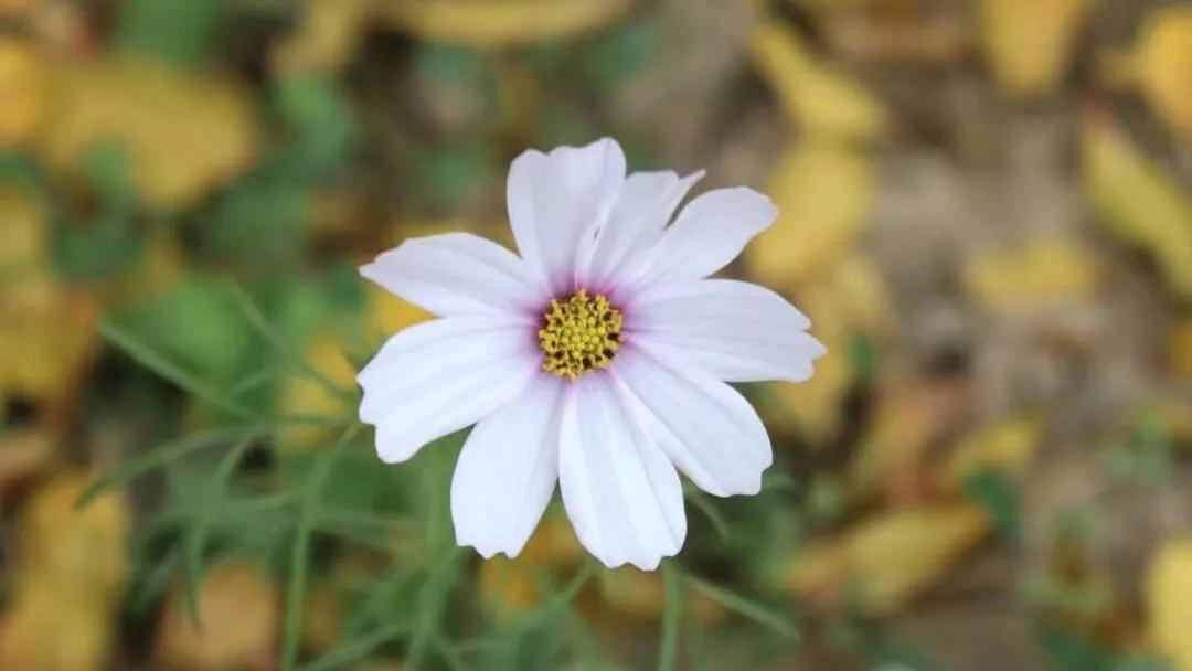 大智若愚其实一点都不糊涂,越傻越聪明大智若愚