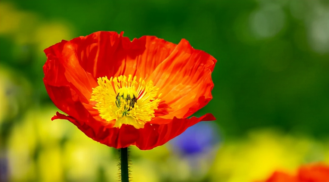 百种鲜花图片欣赏,十种最美丽的鲜花