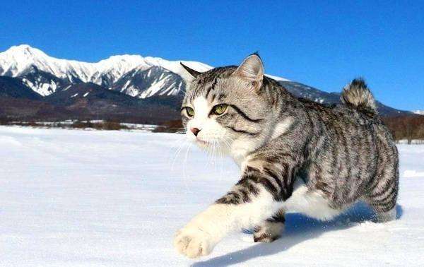 猫咪有这六种行为证明你养对猫了,猫咪有哪些表现证明你养得好呢