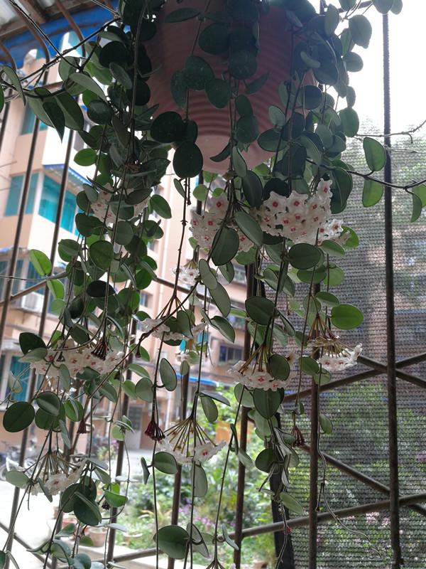 喜阴最好养的10种花,杜鹃花喜阴还是喜散光