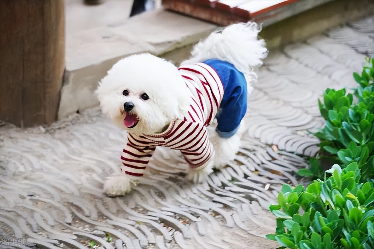 两个多月比熊犬拉稀呕吐怎么回事,比熊犬半夜呕吐黄色沫子怎么回事