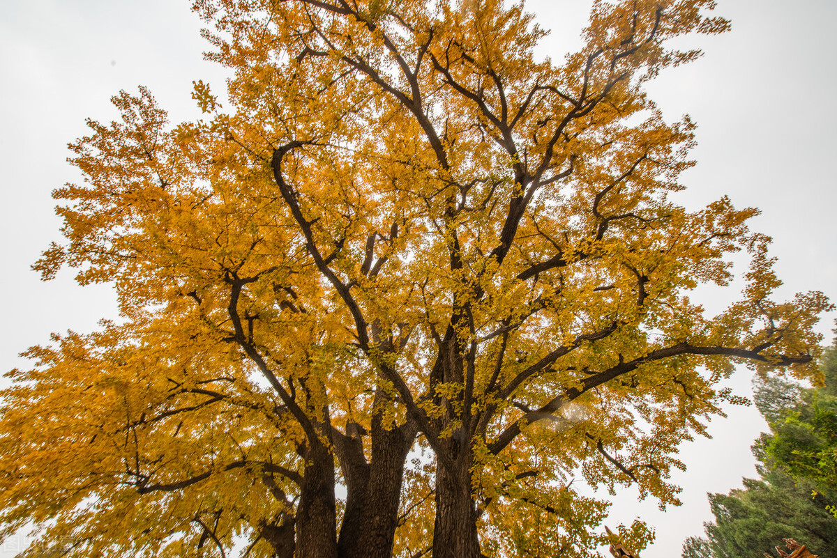 没想到济南的秋天竟然可以这样美,秋天济南哪个景区最美