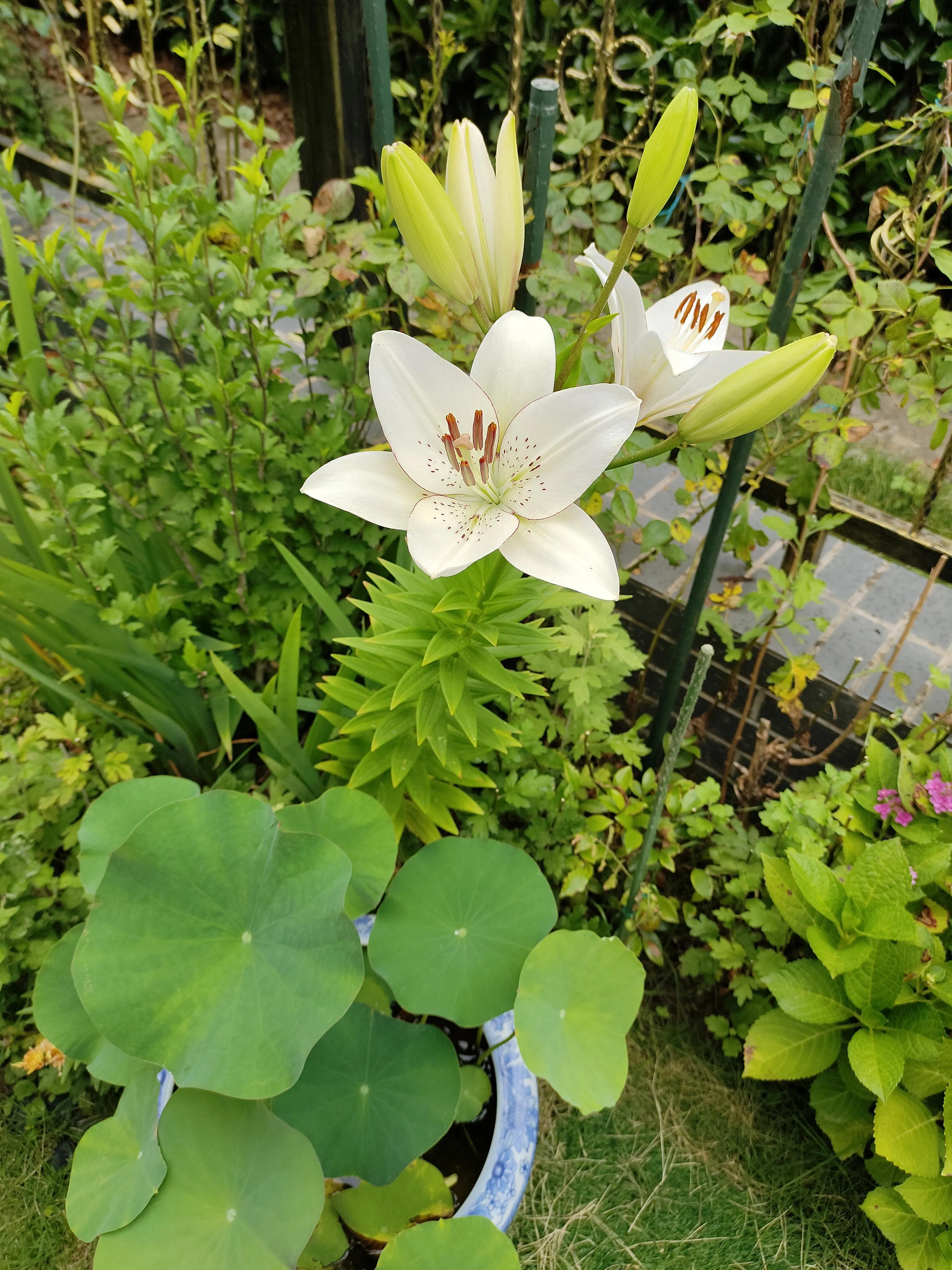 夏天，荷叶，葡萄，草坪，园子里的清凉搭配