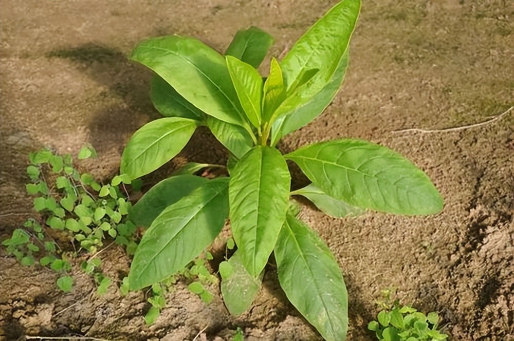 商陆土人参功效,商陆和野生人参区别