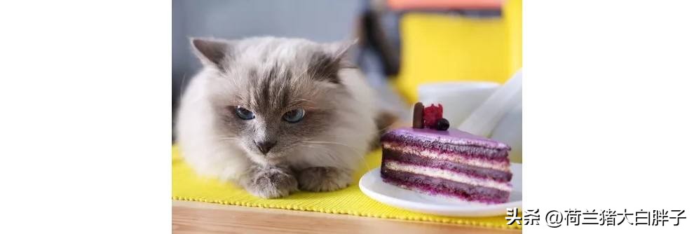 猫咪来月经冷知识,关于猫咪的36个冷知识