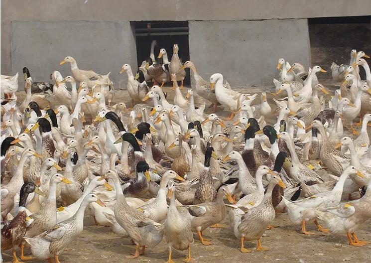 种鸭输卵管炎原因,种鸭输卵管炎怎么治疗