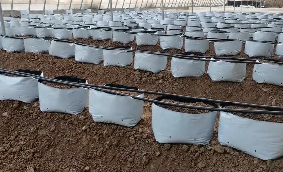 西红柿无土栽培需要多大的种植袋,无土种植蔬菜用种植袋的新技术