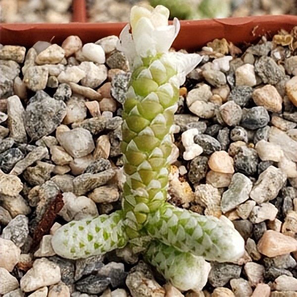 102个大类近500个多肉植物图片，都极其美丽，建议在家中也养一盆