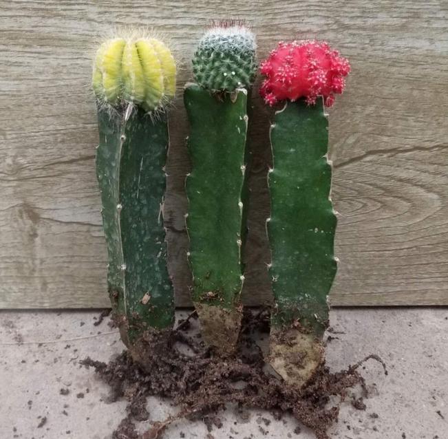 不知道怎么养仙人球请注意这些,仙人球为什么不能养