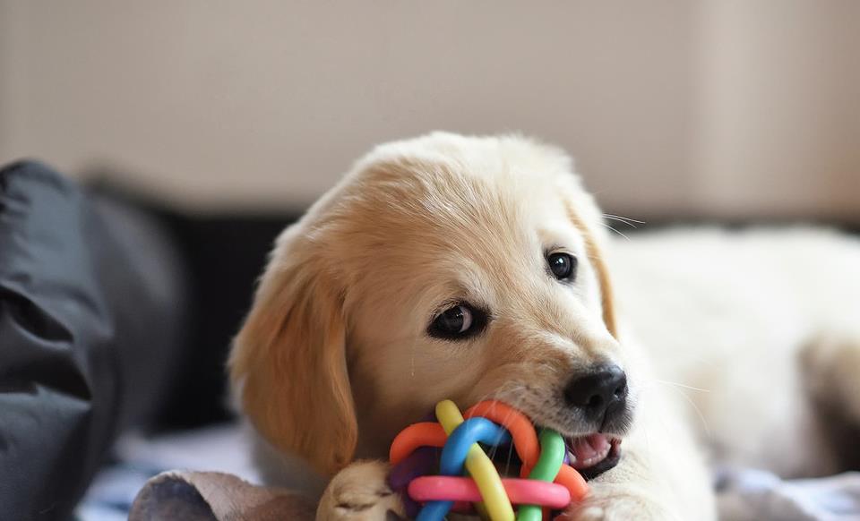 狗狗中暑急救处理方法,金毛犬中暑怎么办