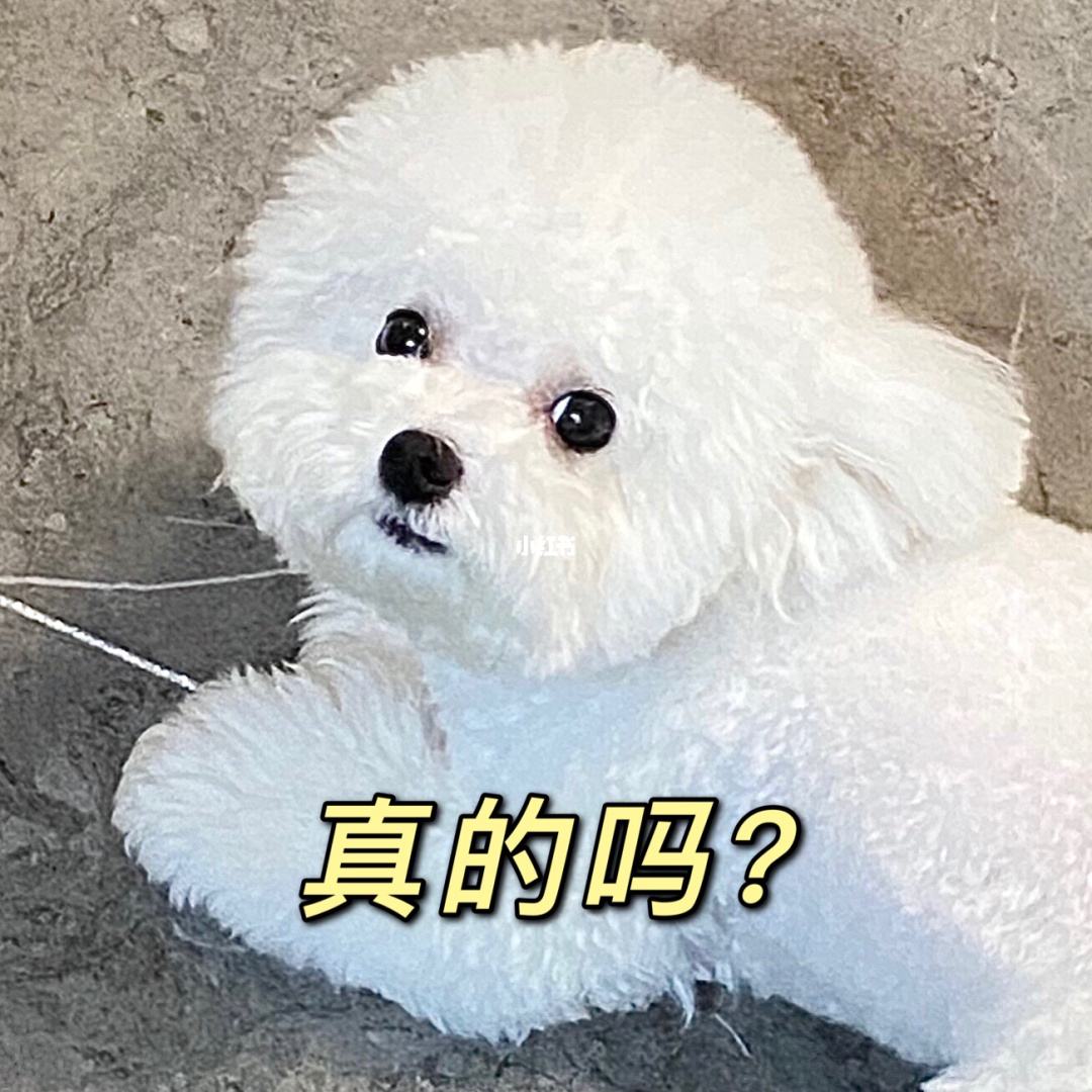 比熊泪痕和黄嘴毛怎么去除,比熊专用狗粮去泪痕哪一款好