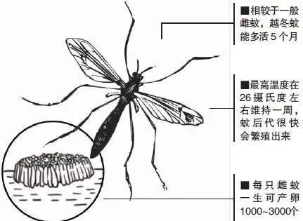 越冬蚊子怎么消灭,消灭一只越冬蚊的最好时间